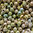 Perles scintillantes dorées 6mm x40.