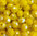 Perles à facettes jaunes 6x4mm x30.